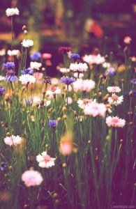flowe23